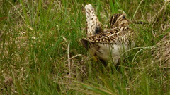 Gallinago magellanica