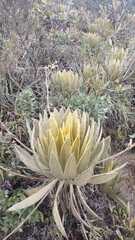 Espeletia