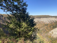 Juniperus virginiana