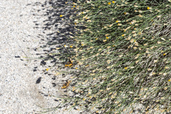 Bebbia juncea aspera