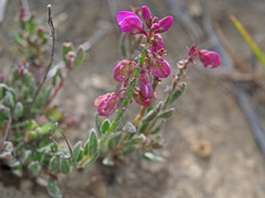 Polygala rhinostigma