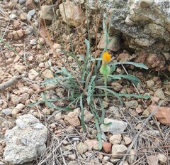 Reichardia picroides