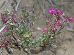 Polygala rhinostigma