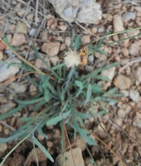 Reichardia picroides