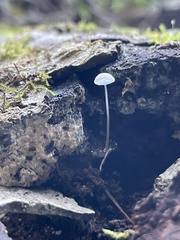 Mycena tenerrima