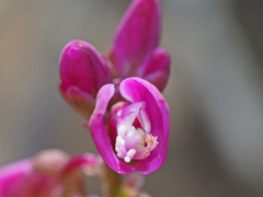 Polygala rhinostigma