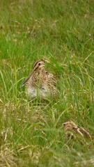Gallinago magellanica