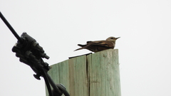 Cinclodes patagonicus