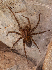 Tegenaria
