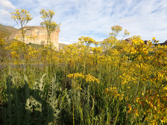Senecio inornatus
