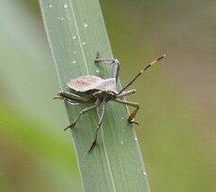 Anoplocnemis