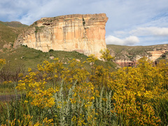 Senecio inornatus