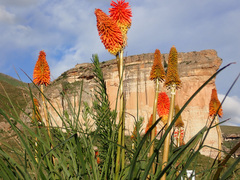 Kniphofia