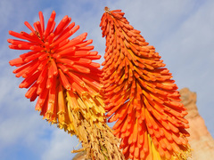 Kniphofia