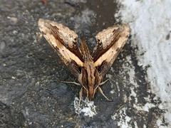 Xylophanes ceratomioides
