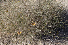 Bebbia juncea aspera