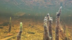 Poecilia latipinna