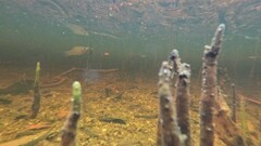 Poecilia latipinna