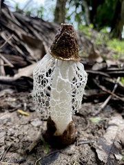 Phallus merulinus