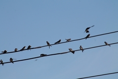 Delichon urbicum urbicum
