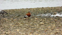 Chloephaga poliocephala