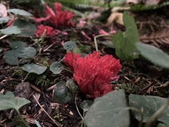 Ramaria araiospora