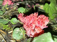 Ramaria araiospora