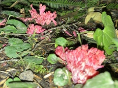 Ramaria araiospora