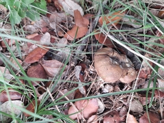 Scleroderma citrinum