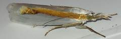 Crambus girardellus