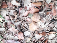 Scleroderma citrinum