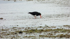 Haematopus leucopodus