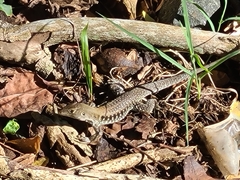 Pholidoscelis exsul