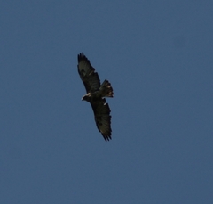 Buteo buteo buteo