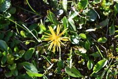 Taraxacum nivale