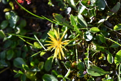 Taraxacum nivale