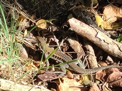 Pholidoscelis exsul