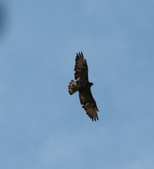 Buteo buteo buteo
