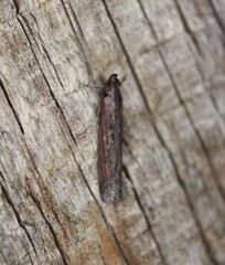 Elasmopalpus lignosella