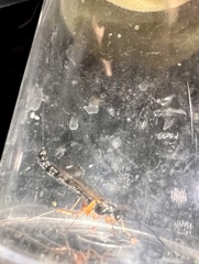 Dolichomitus imperator