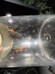 Dolichomitus imperator