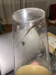 Dolichomitus imperator