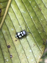 Omophoita octoguttata