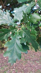 Quercus robur