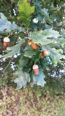 Quercus robur