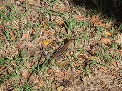 Pholidoscelis exsul