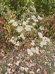 Eupatorium serotinum