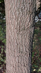 Quercus robur