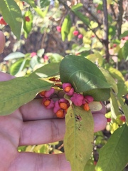 Euonymus europaeus