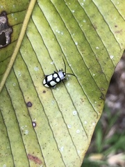 Omophoita octoguttata